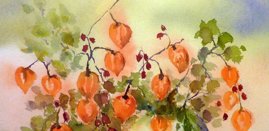 Les Physalis... ou l'amour en cage - Aquarelle de Jean Lavernhe