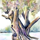 Aquarelle : L'arbre noueux - Chansons et Mp3