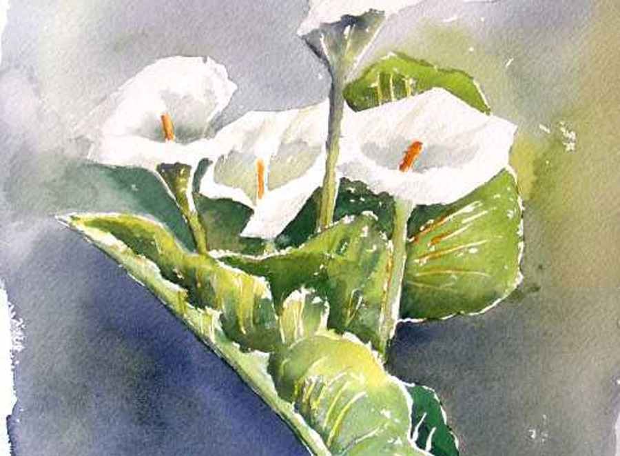 Le bouquet d'arums Les arums - Aquarelle de J. Lavernhe