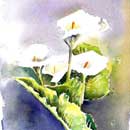 Aquarelle : Les arums