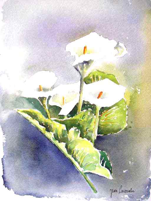 Les Arums (Aquarelle de J. Lavernhe)